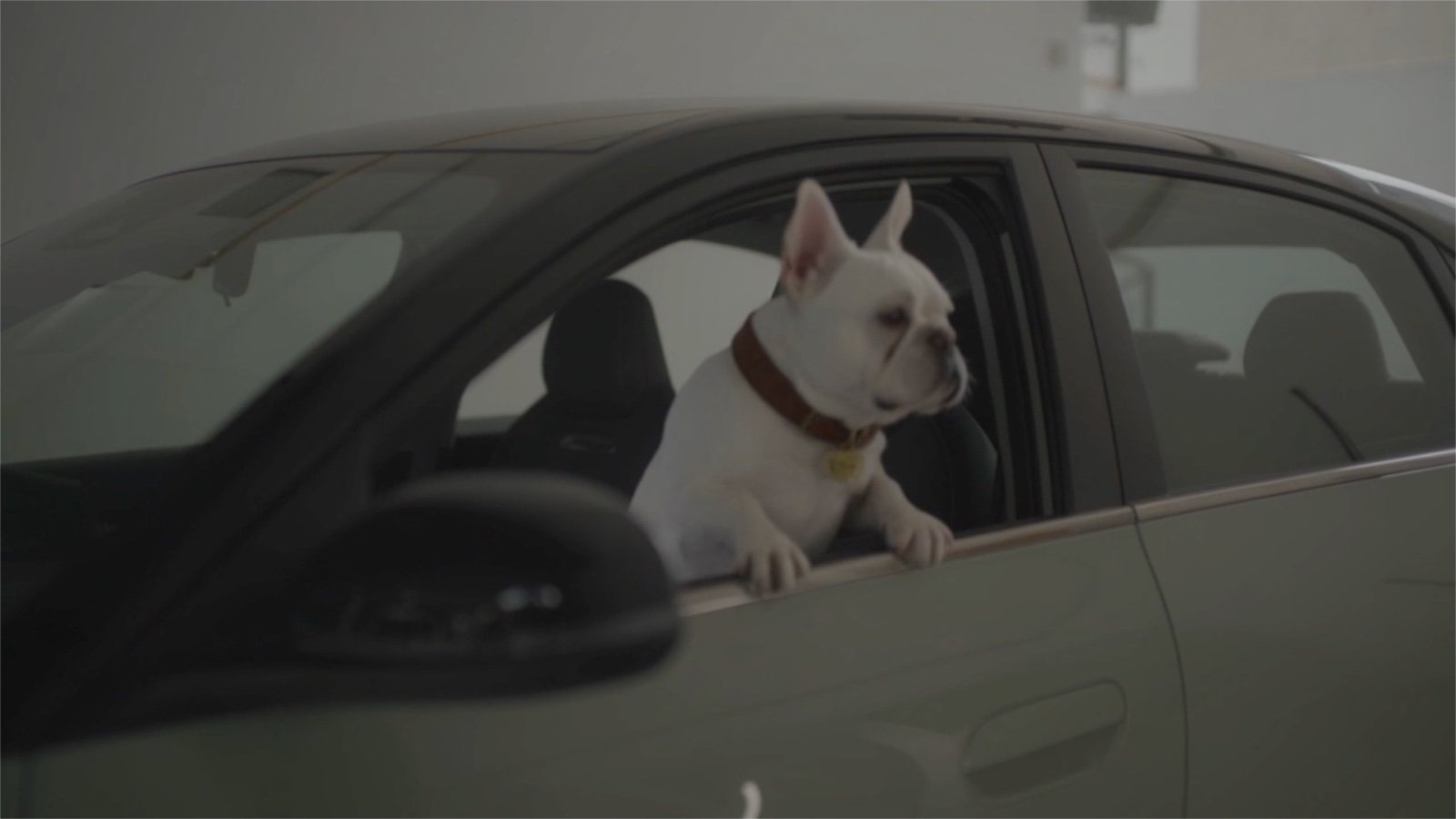 Perro integrado en la ventana